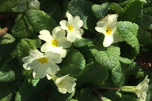 primroses